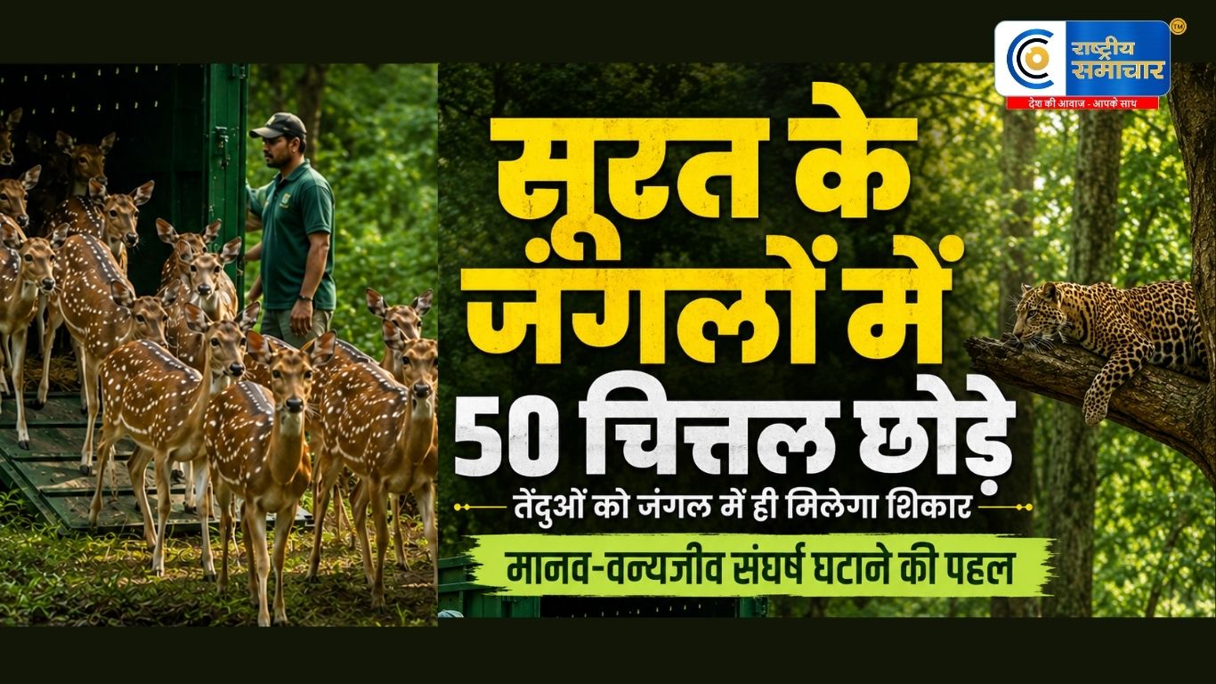 मानव-वन्यजीव संघर्ष घटाने की पहल :सूरत के जंगलों में 50 चित्तल छोड़े गए, तेंदुओं को जंगल में ही मिलेगा शिकार