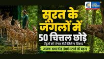 मानव-वन्यजीव संघर्ष घटाने की पहल :सूरत के जंगलों में 50 चित्तल छोड़े गए, तेंदुओं को जंगल में ही मिलेगा शिकार